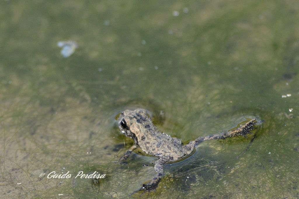 Bufo bufo, juv.